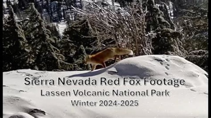 Where does the Sierra Nevada red fox live