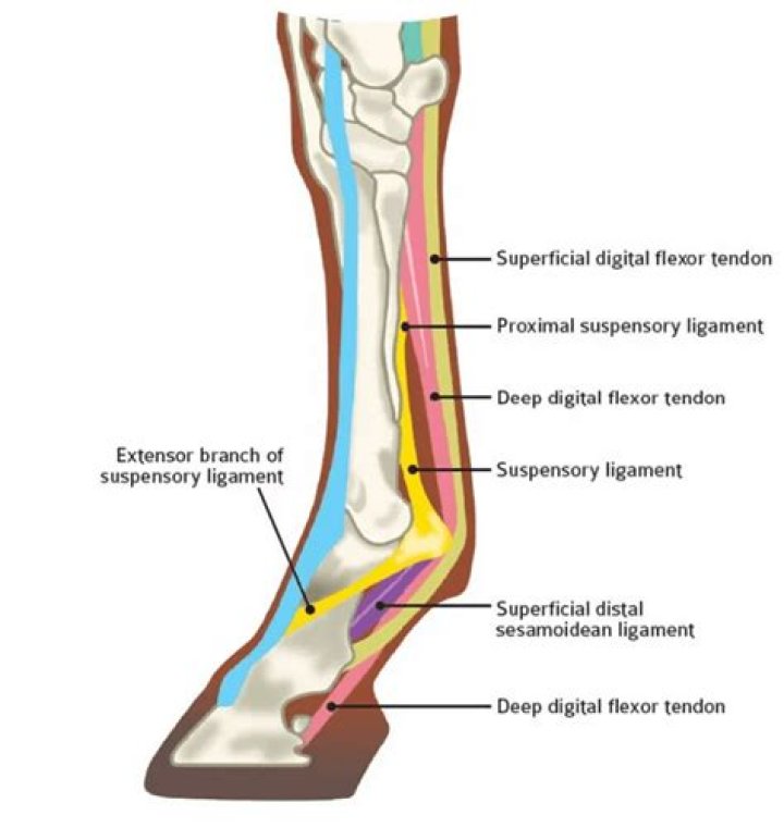 Where does the superficial digital flexor tendon insert