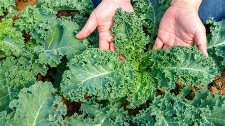 Where is Kale native to