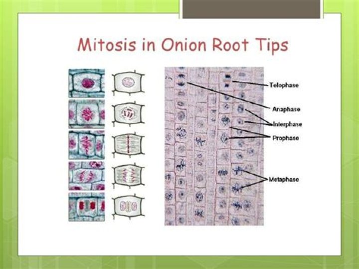 Where is mitosis most common in the onion root