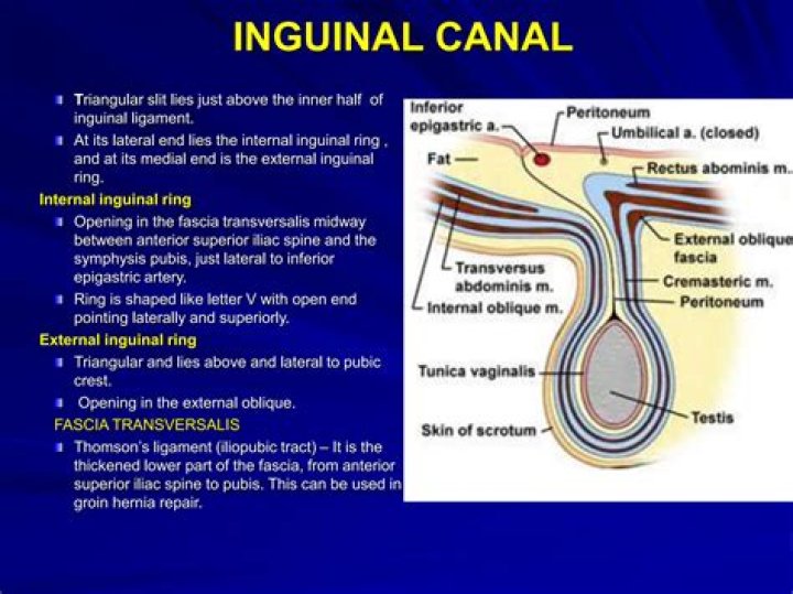 Where is my inguinal canal