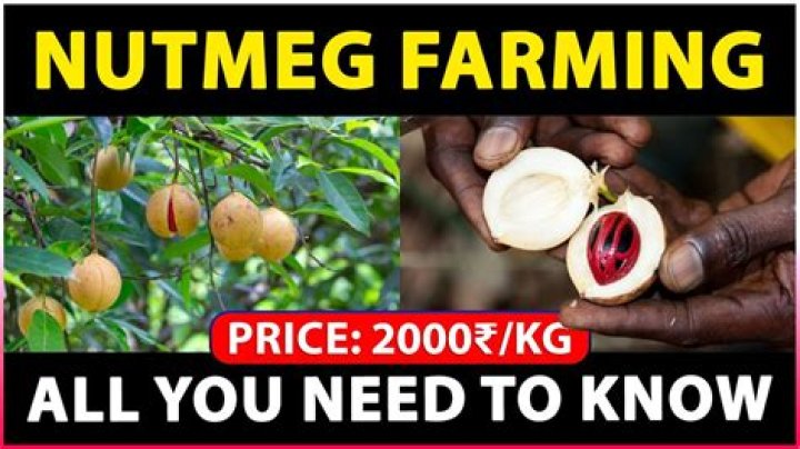 Where is nutmeg grown today