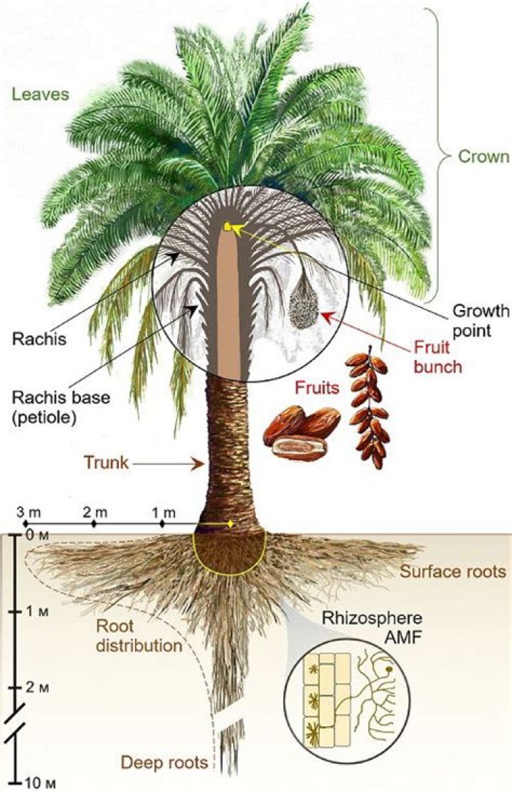 Where is Saw Palmetto grow