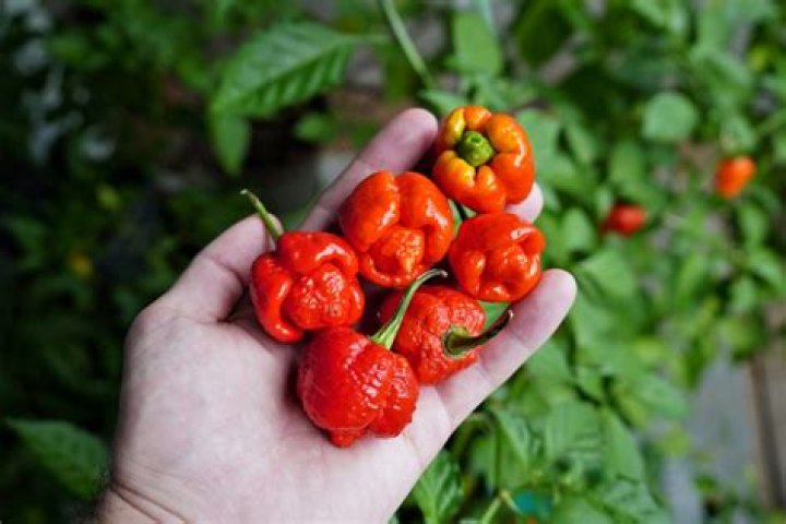 Where is Scorpion pepper from