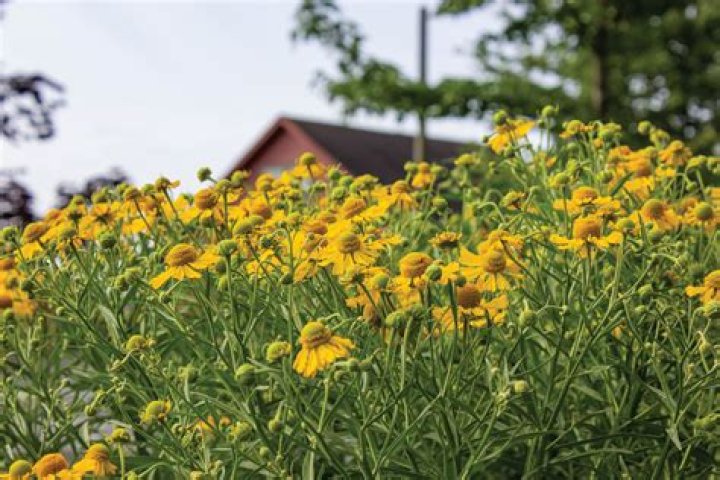 Where is Sneezeweed found