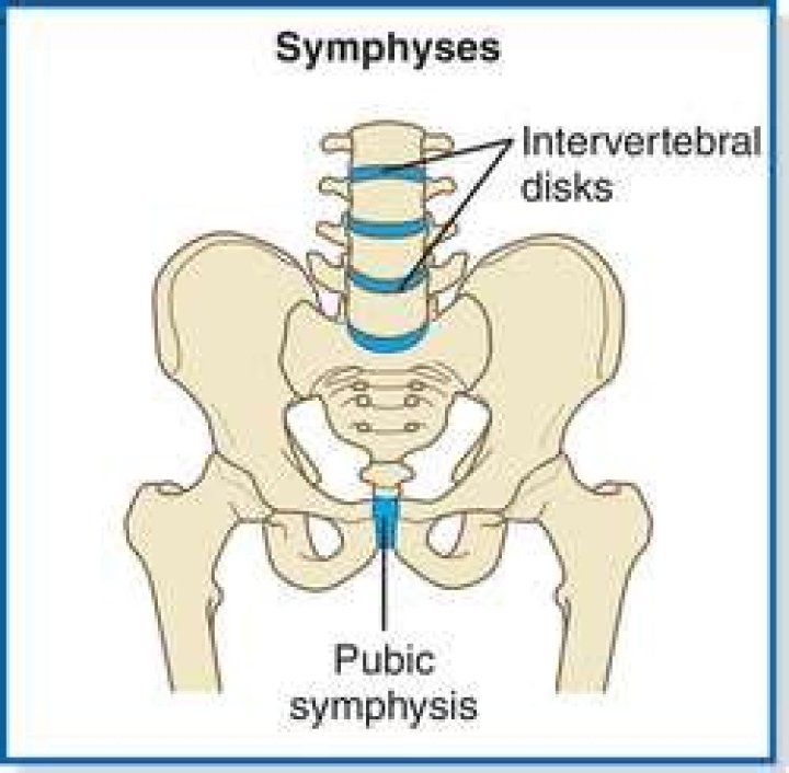 Where is symphysis found