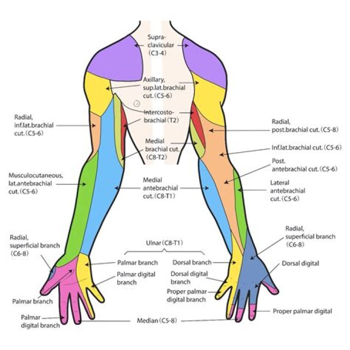 Where is the brachial area