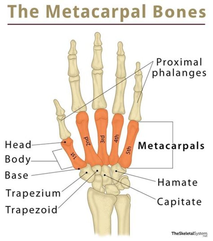 Where is the distal metacarpal