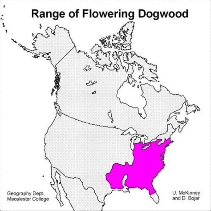Where is the flowering dogwood located