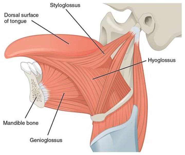 Where is the Hyoglossus muscle located