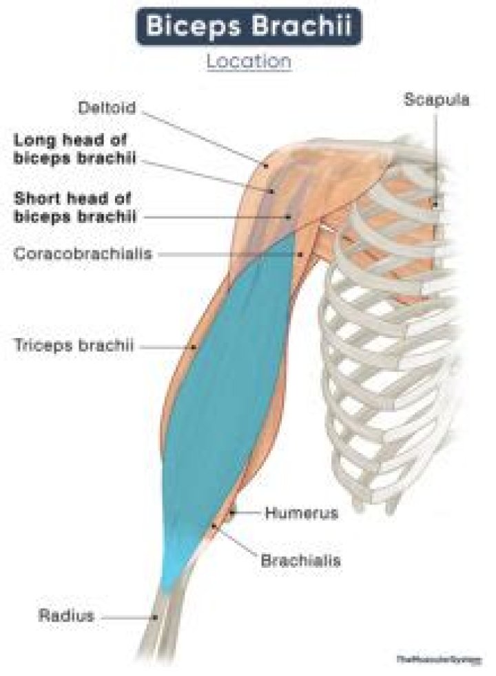 Where is the insertion of the bicep Brachii