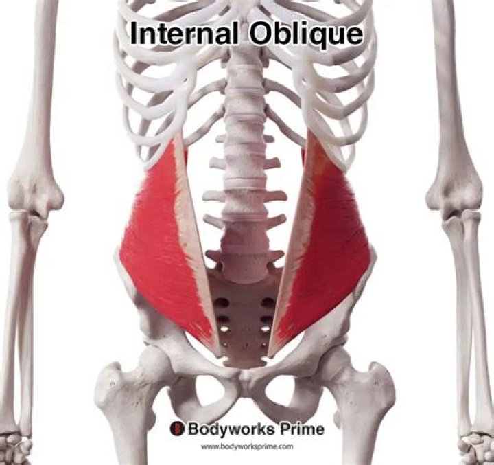 Where is the oblique on the body
