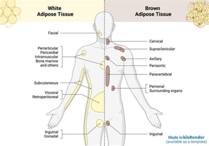 Where is white adipose tissue found in the body