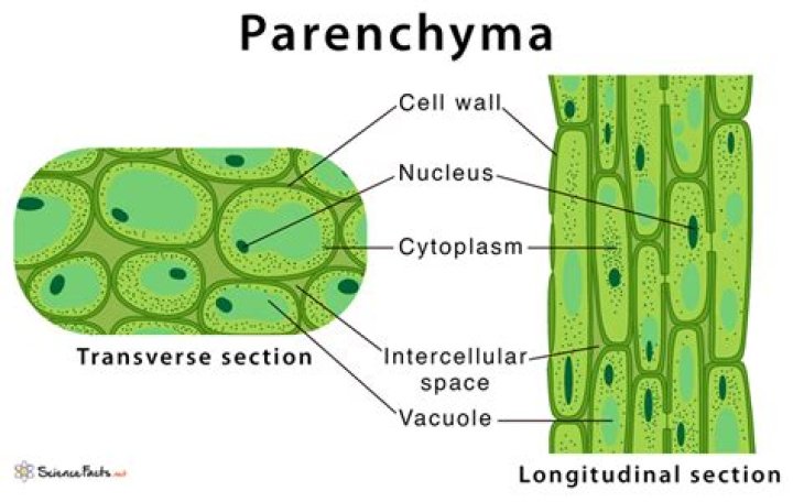 Where is xylem parenchyma found