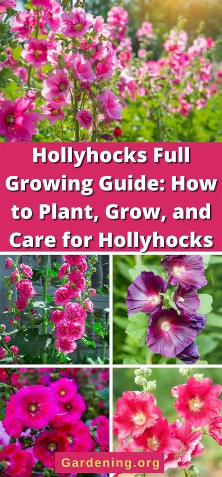 Where should I plant hollyhocks