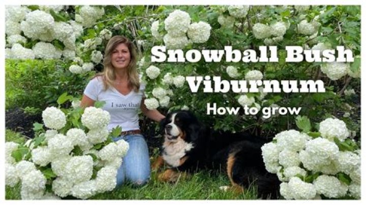 Where should I plant my viburnum