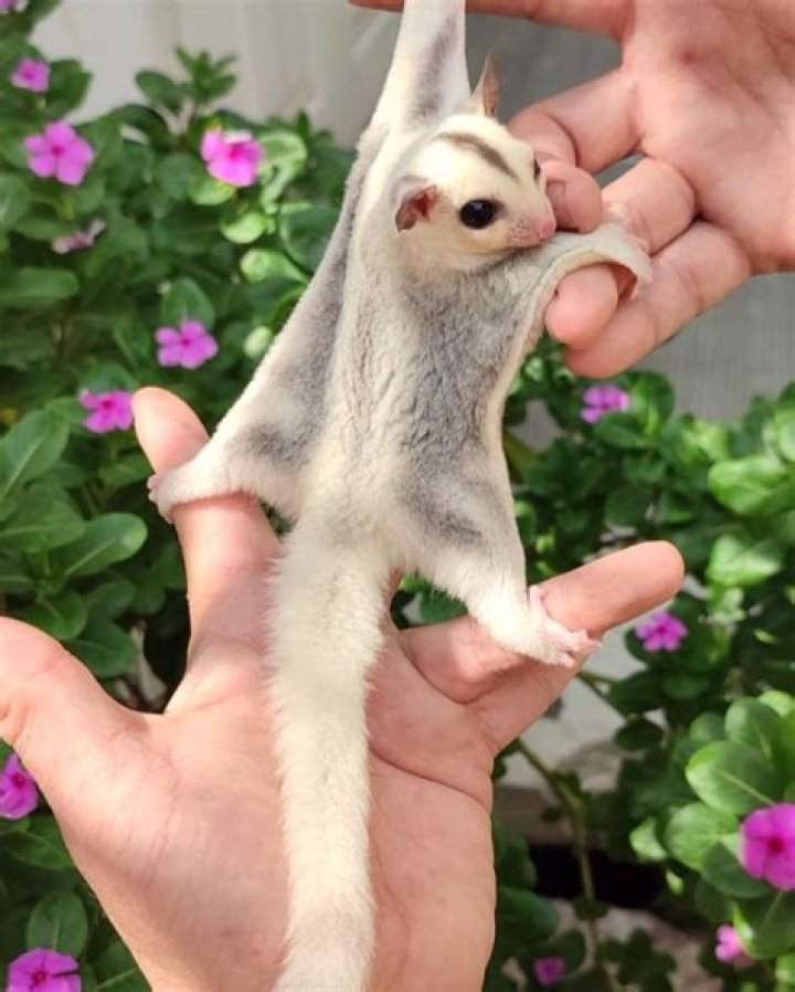 Which animal is also called a sugar glider