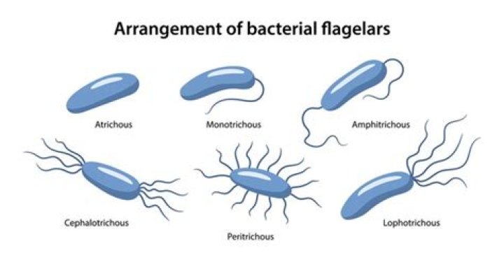 Which bacteria has flagella at both ends