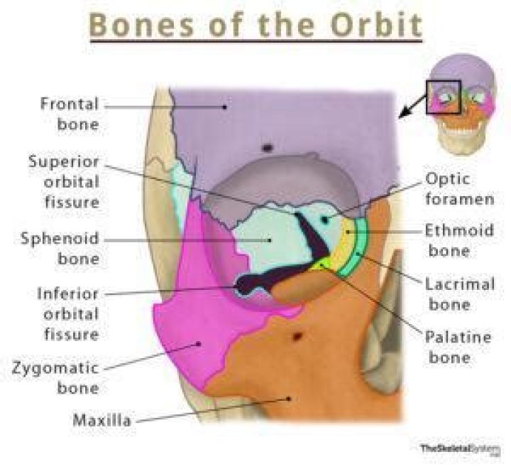 Which bone does not form part of the orbit
