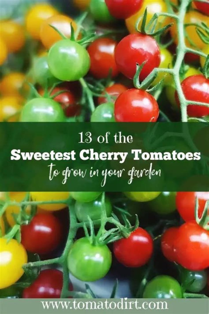Which cherry tree is the sweetest