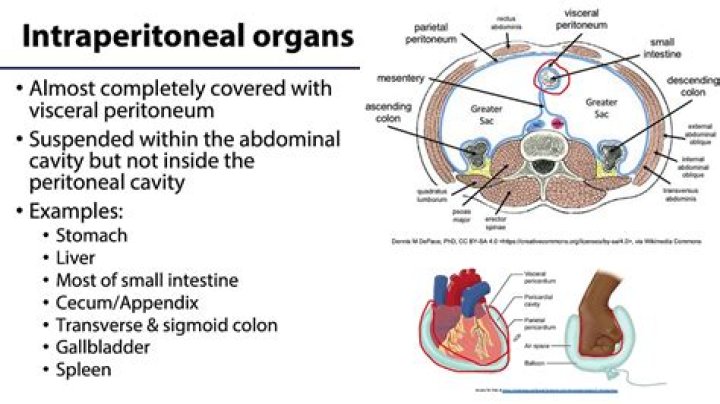 Which CPT code is reported for the intraperitoneal component of a fast exam