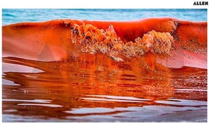 Which dinoflagellate is responsible for famous red tide