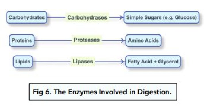 Which enzyme converts carbohydrates into glucose