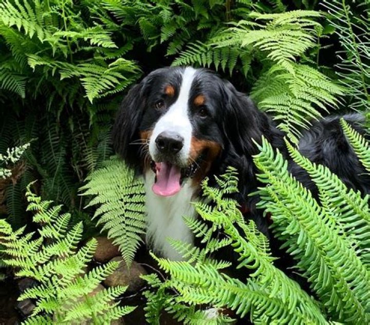 Which ferns are poisonous to dogs