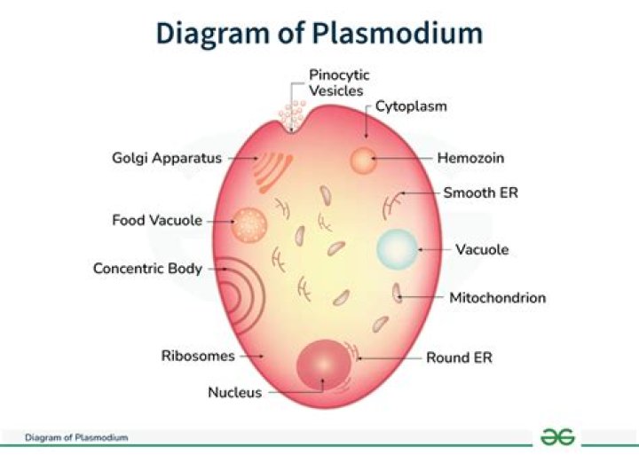 Which form of Plasmodium causes anemia