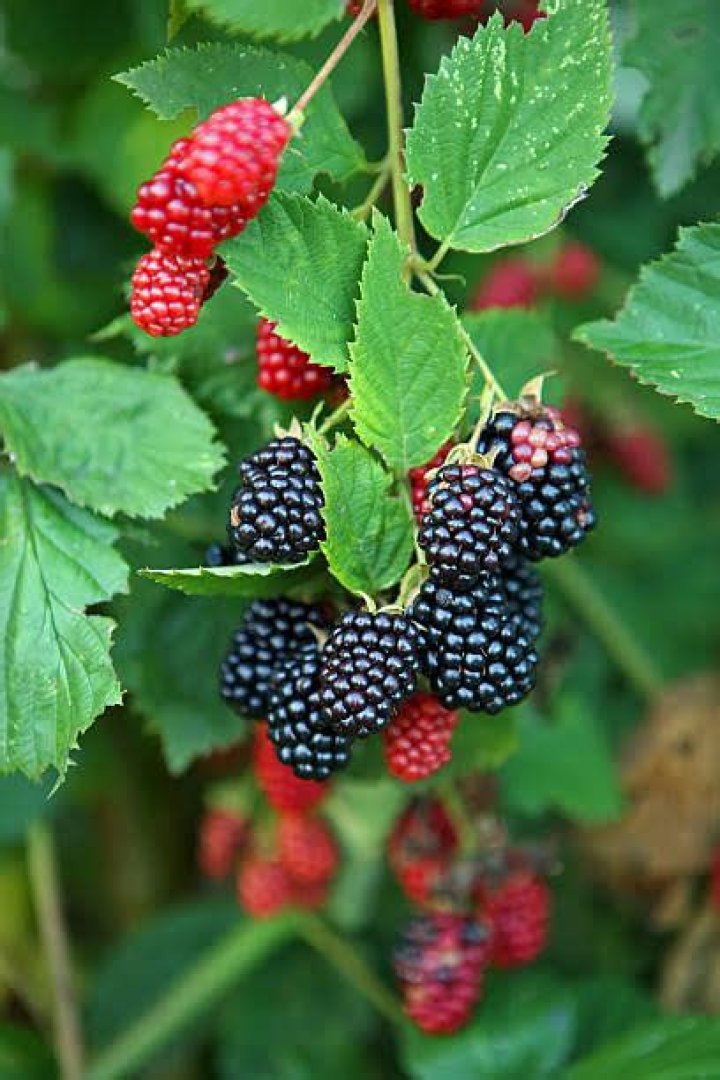 Which fruit is good for removing dark circles