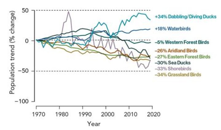 Which garden birds are in decline
