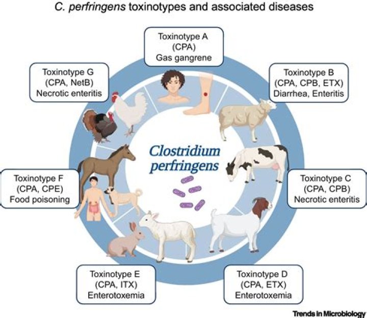 Which growth conditions would you recommend for the detection of C perfringens