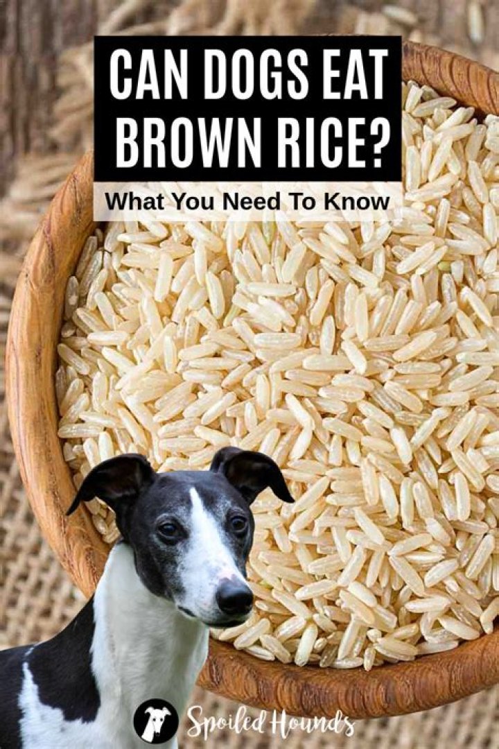 Which is better for dogs brown rice or oatmeal