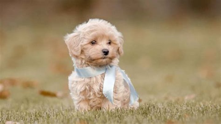 Which is the cutest dog ever