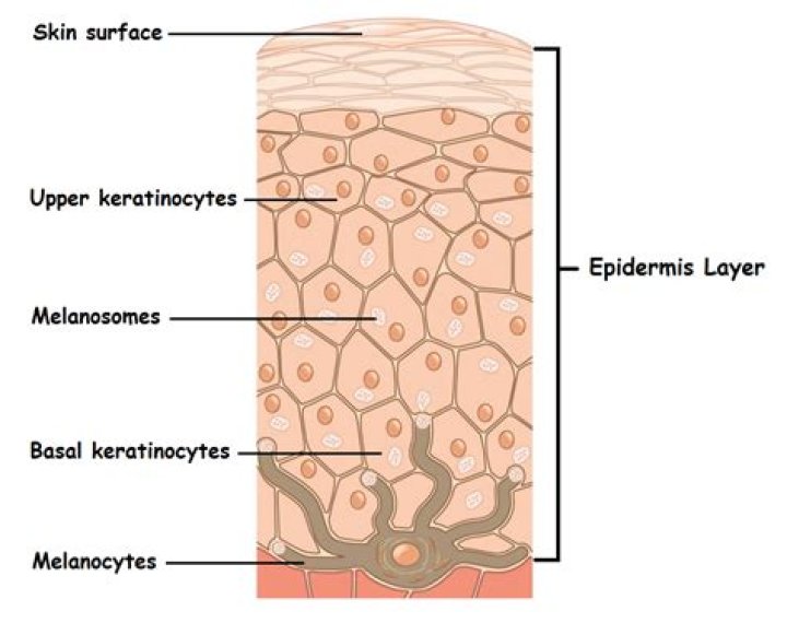 Which layer of the epidermis are melanocytes found