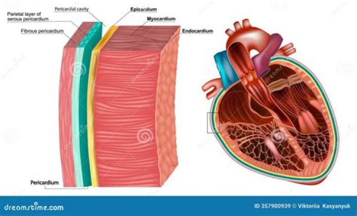 Which layer of the heart contains the pacemaker