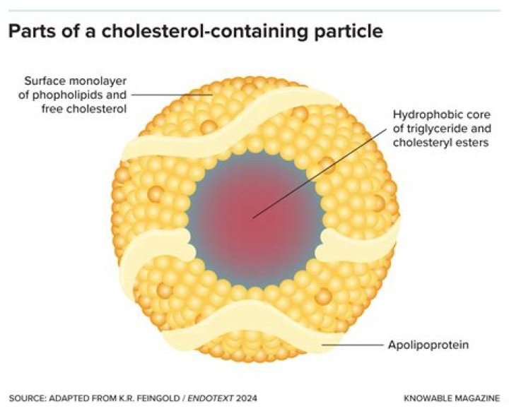 Which lipoprotein carries cholesterol to the cells in your body but can get stuck in arteries