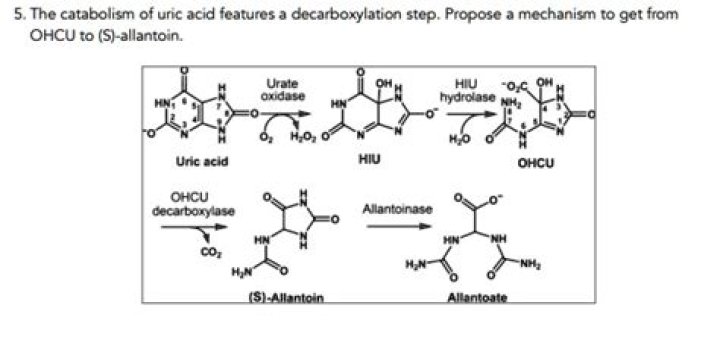 Which medicine converts uric acid to allantoin