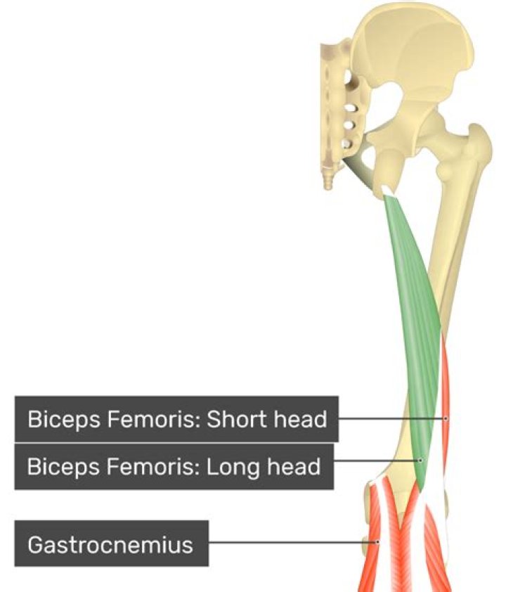 Which muscles are antagonists of the biceps femoris