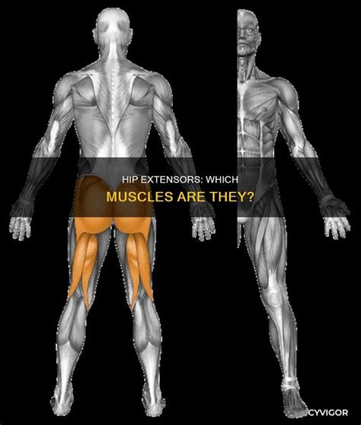 Which muscles are hip extensors