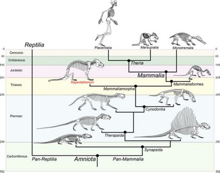 Which period did mammals first appear