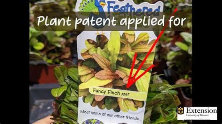 Which plants are patented