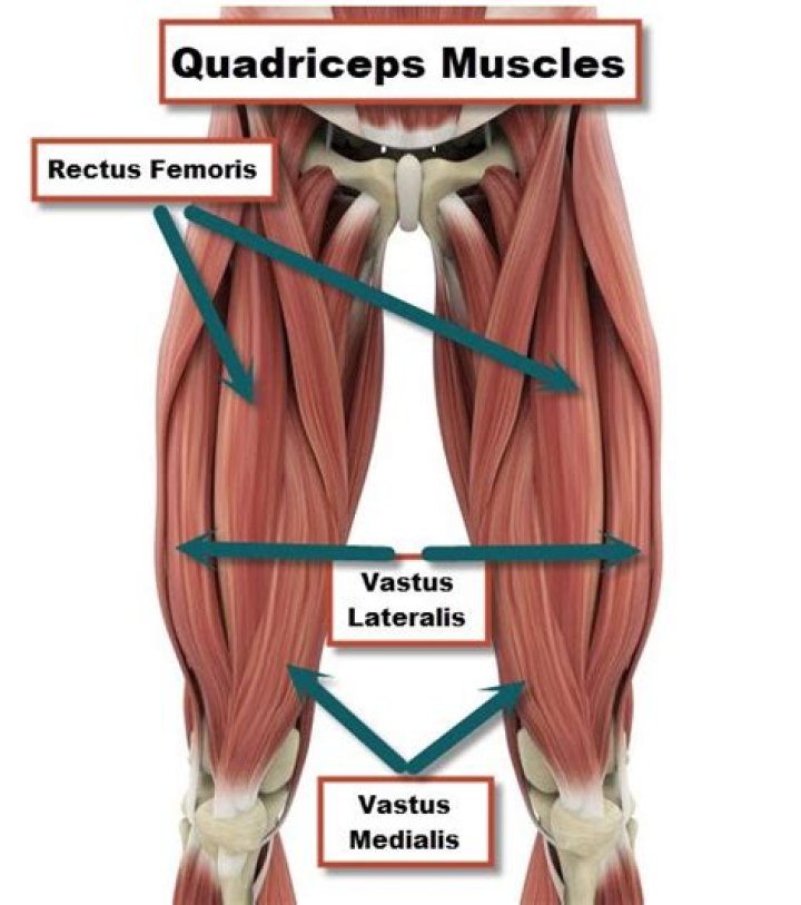 Which quadriceps muscle is a two joint muscle