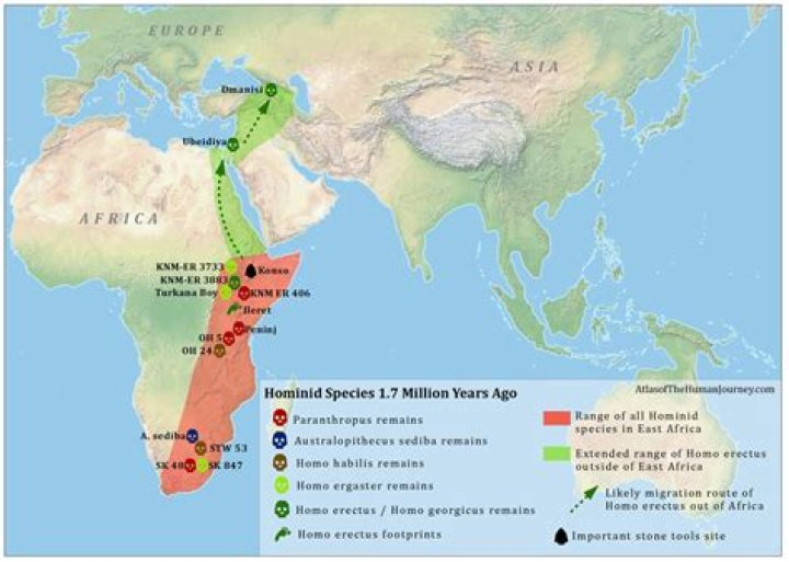 Which statement proves that the Homo erectus was the first to migrate out of Africa