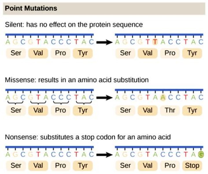 Which type of mutation has no effect on the organism