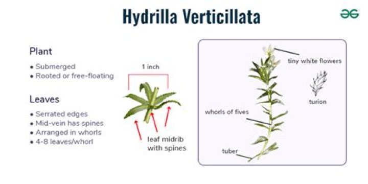 Which type of plant is Hydrilla