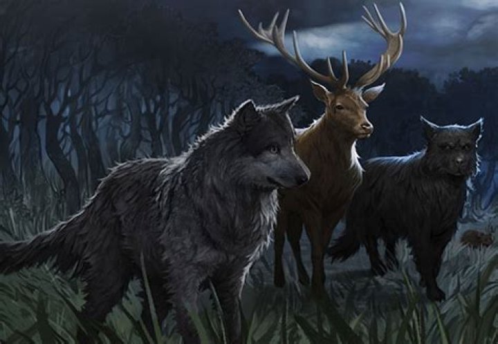 Who are the 7 registered animagus