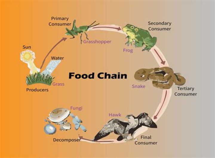 Who gets the least energy in a food chain