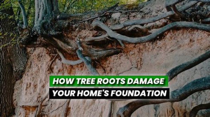Who is responsible for tree root damage to property