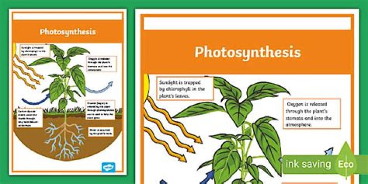 Who is the father of photosynthesis